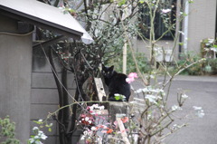 黒猫