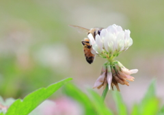 蜜をあつめる