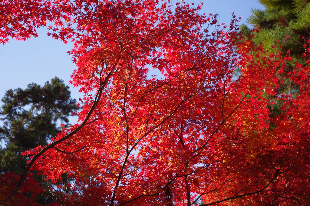 秋の京都（３）
