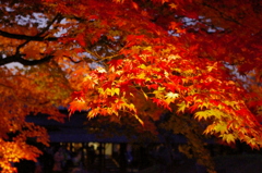 秋の京都（６）