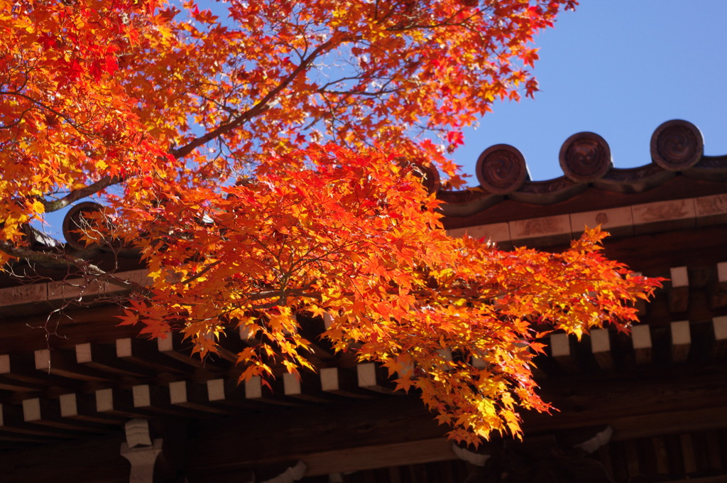 秋の京都（２）