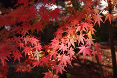 秋の京都（１）