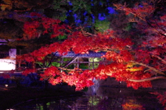 秋の京都（８）