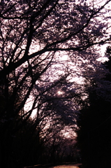 桜の下を