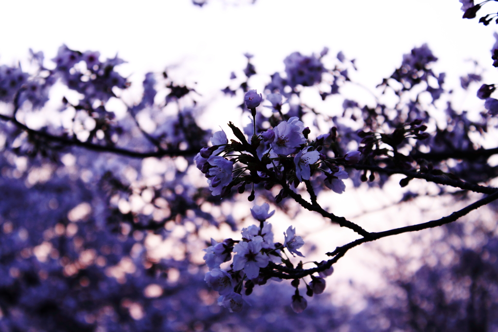 桜