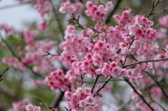 SAKURA
