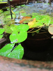 水草