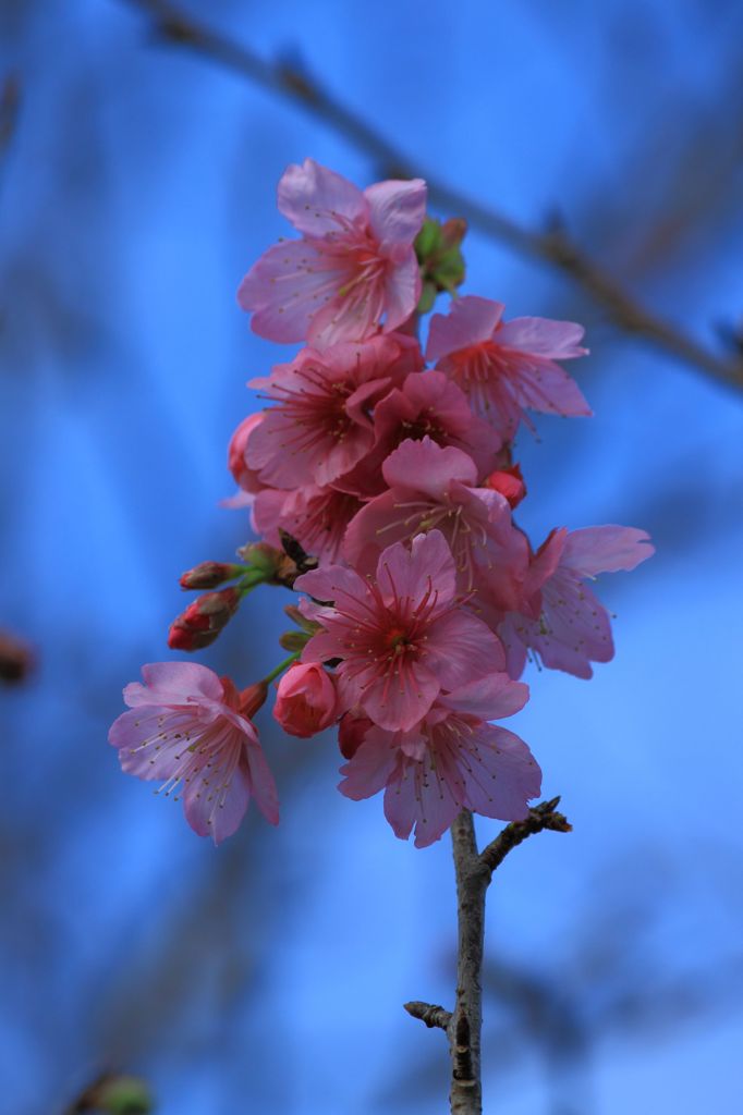 sakura