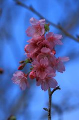 sakura