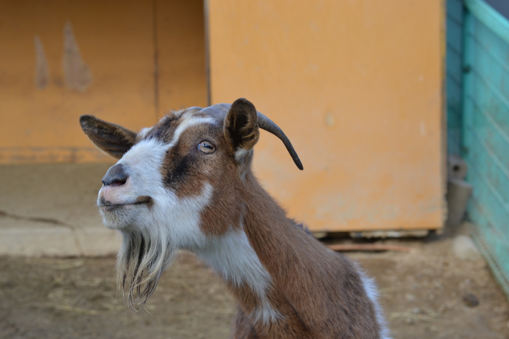 動物園へようこそ