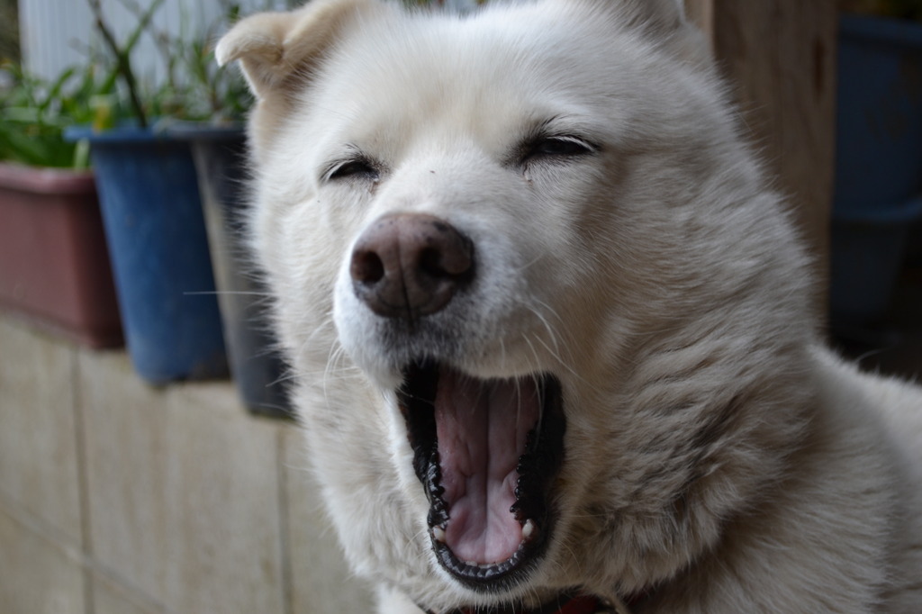 あくび