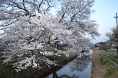 夕刻の桜