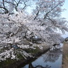 夕刻の桜