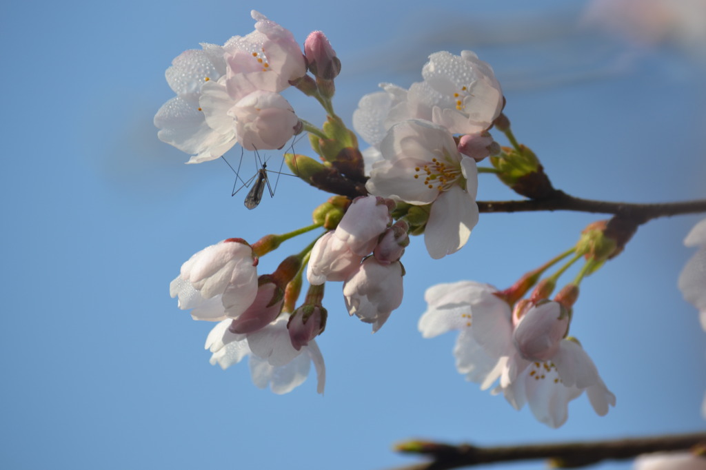 春の兆し