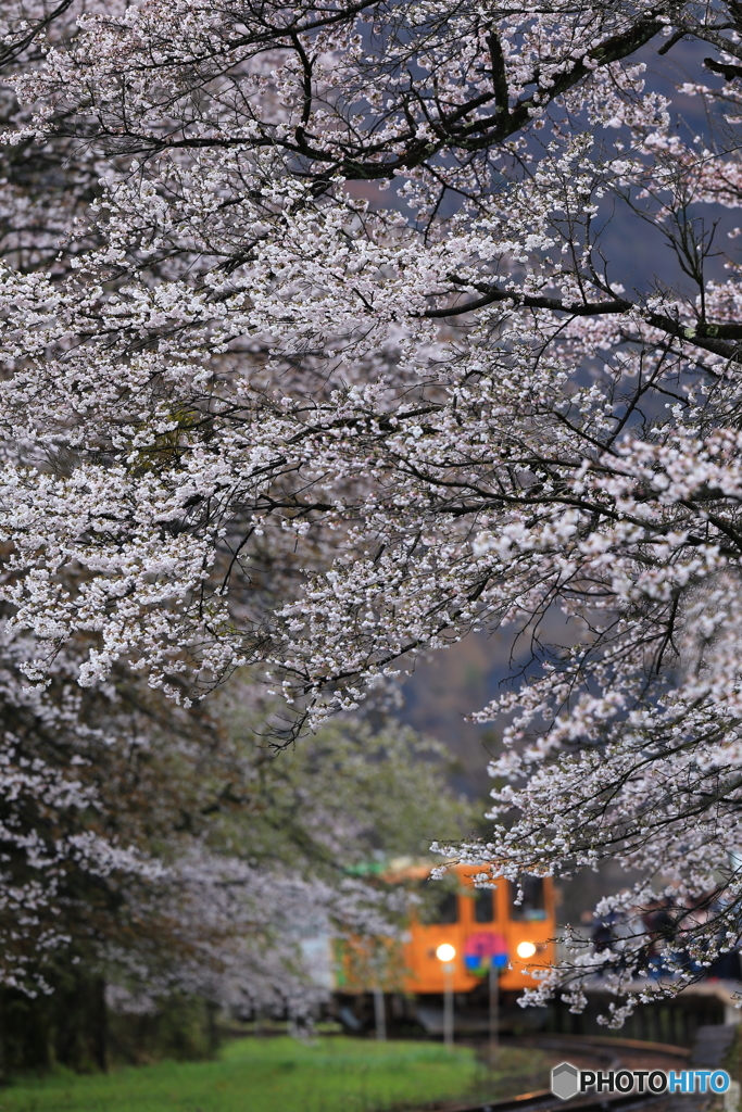 樽見鉄道と桜 2017 ②