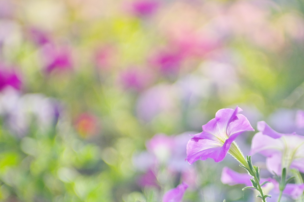 華やかに