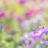 華やかに