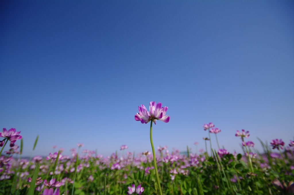 蓮華畑