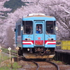 桜満開　鉄子行く