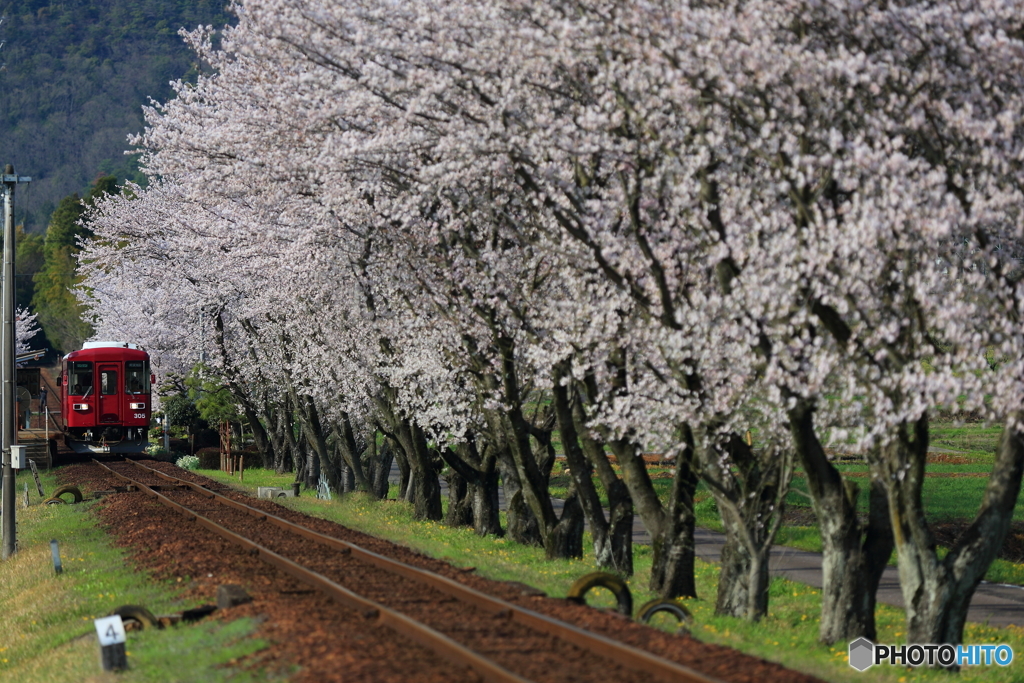 長良川鉄道と桜①