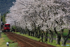 長良川鉄道と桜①