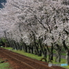 長良川鉄道と桜①