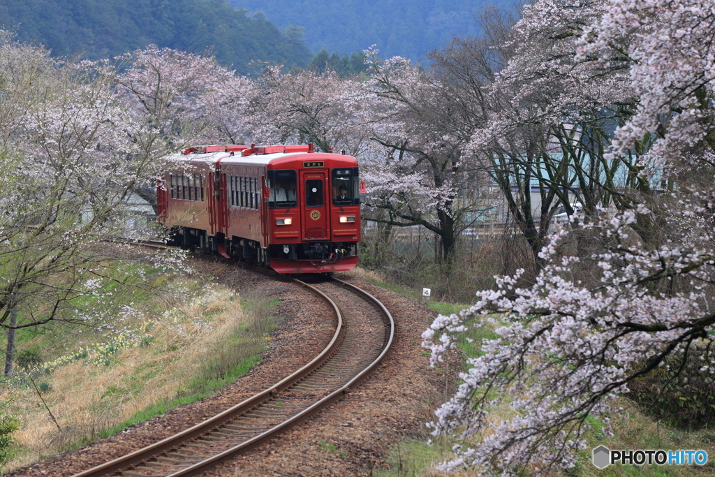 長良川鉄道と桜②