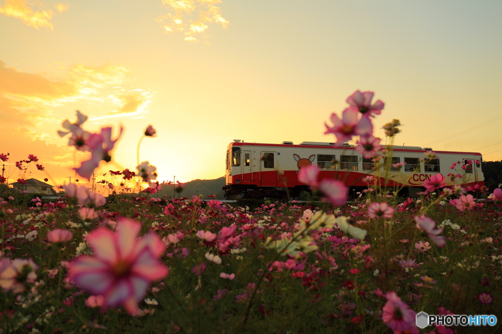 樽見鉄道　秋の夕暮れ