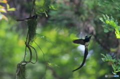 サンコウチョウ