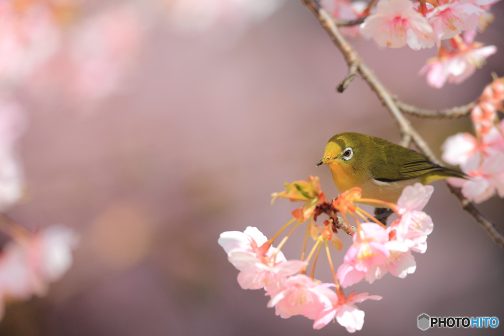 河津桜とメジロ③