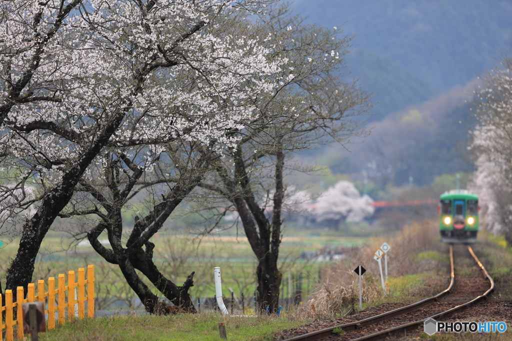 SAKURA咲く駅3