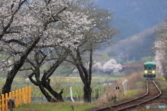 SAKURA咲く駅3