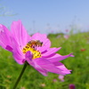 コスモスに誘われて