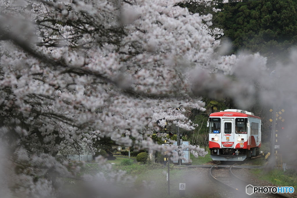 SAKURA咲く駅2