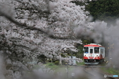 SAKURA咲く駅2