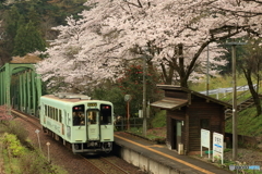 樽見鉄道と桜 2017 ③