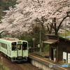 樽見鉄道と桜 2017 ③