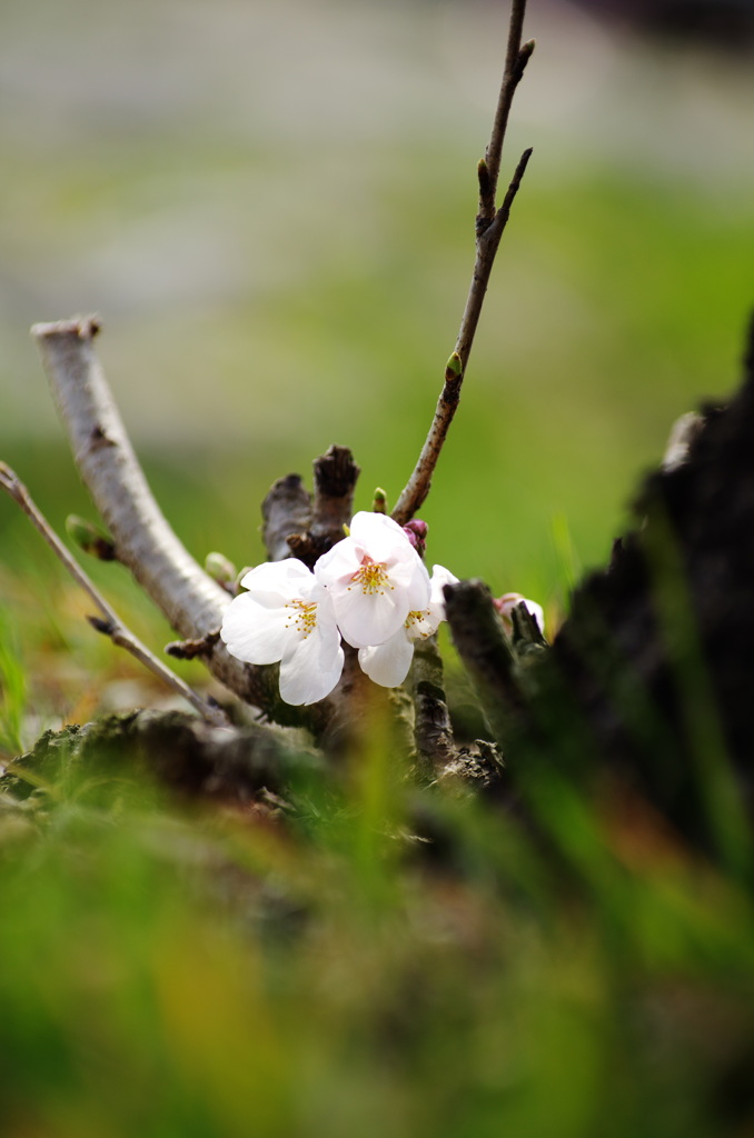 地に咲く桜