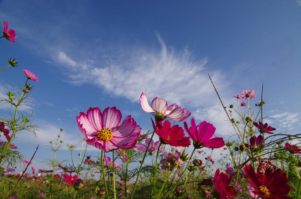 秋桜と秋空