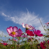 秋桜と秋空