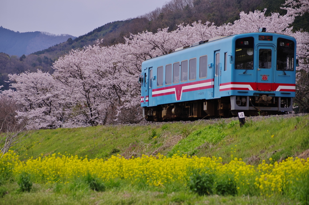 桜満開　鉄子行く　2