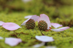 花びら帽子