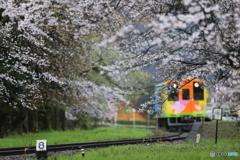 樽見鉄道と桜 2017 ①