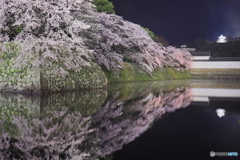 水鏡桜