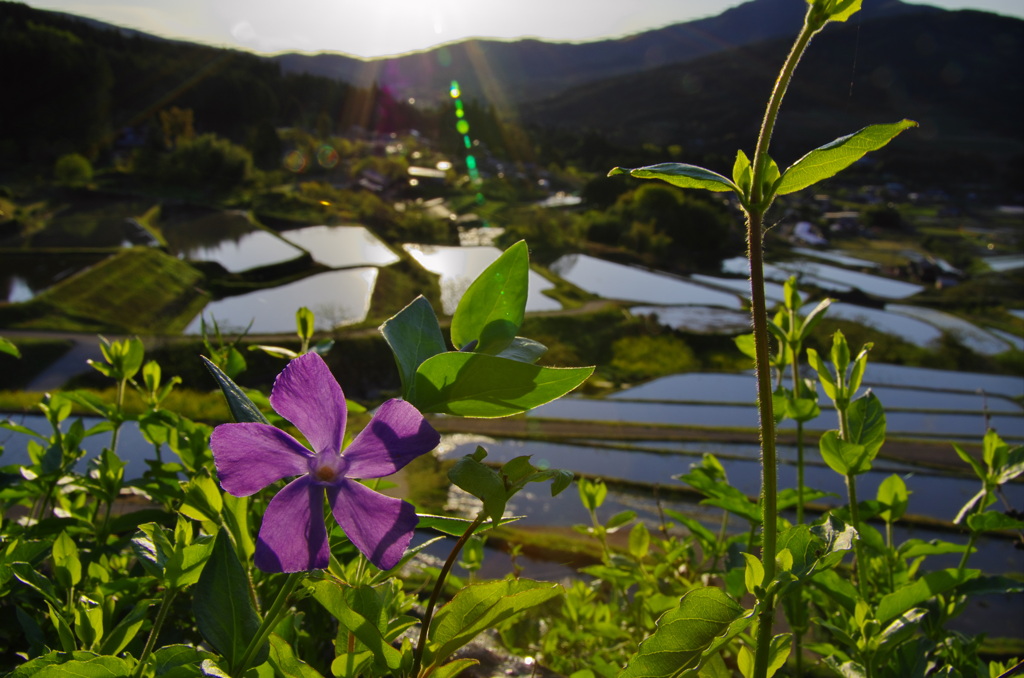 里山の水田