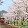 長良川鉄道と桜③