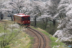 長良川鉄道と桜④