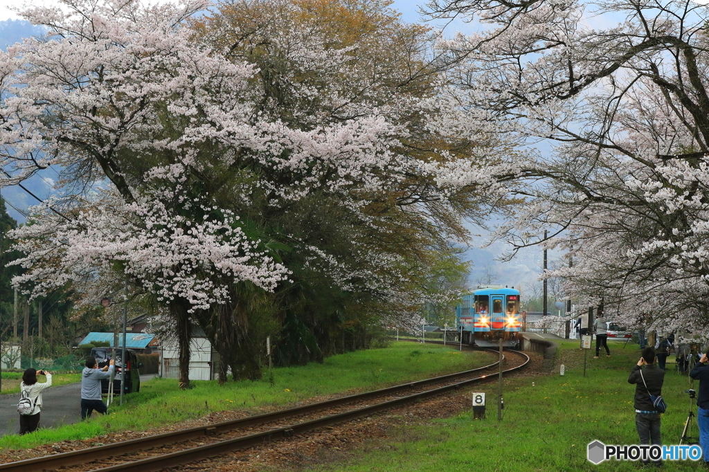 SAKURA咲く駅1