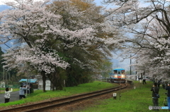SAKURA咲く駅1
