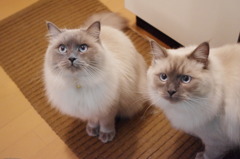 シナモン＆ちくわ